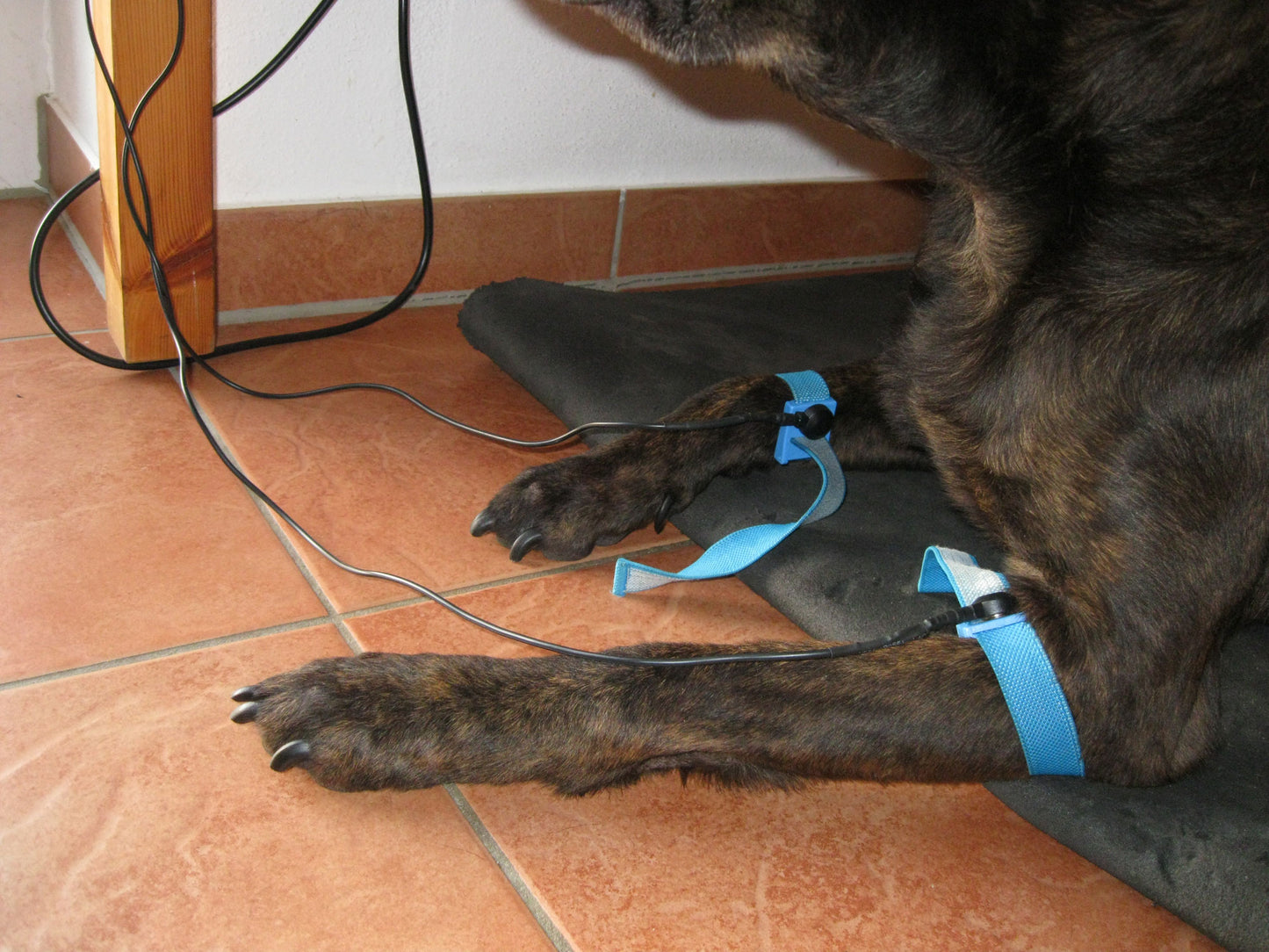 Für Tiere: Bioenergetische Testung und Behandlung (auf Anfrage)